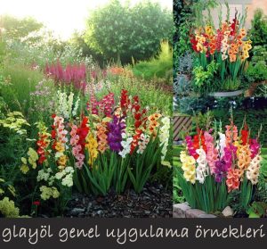 Glayöl soğanı fırfırlı karışım ithal iri çiçekli 10 adet soğan