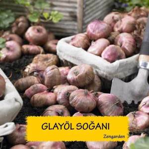 Glayöl soğanı fırfırlı karışım ithal iri çiçekli 10 adet soğan