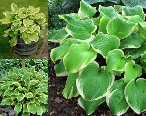 Kokulu fragrant bouquet hosta süpürge çiçeği saksıda