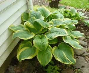 Kokulu fragrant bouquet hosta süpürge çiçeği saksıda