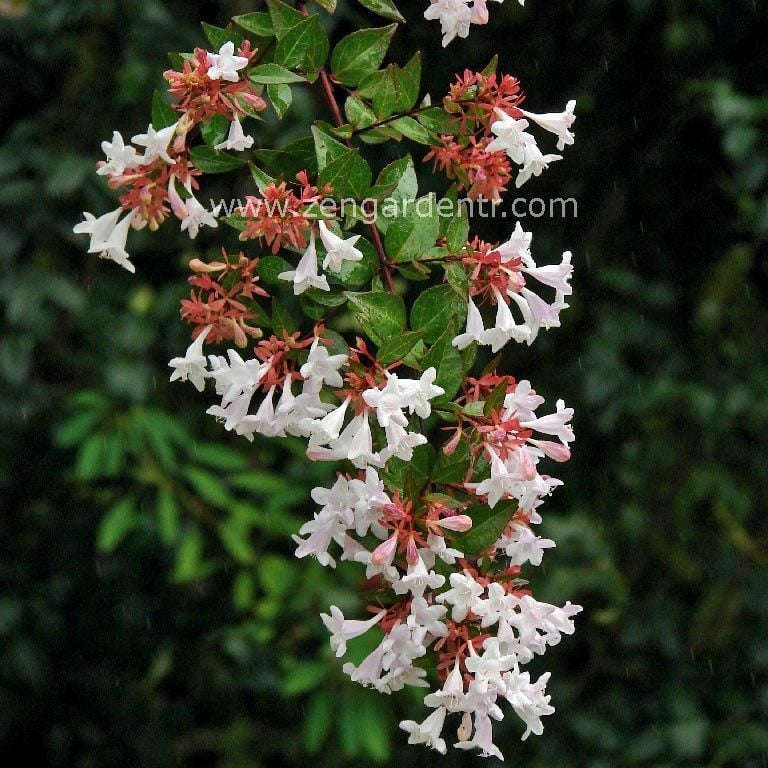 Beyaz abelia güzellik çalısı fidesi