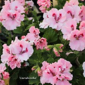 Carisbrooke canan sardunya saksıda pelargonium koleksiyon