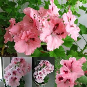 Carisbrooke canan sardunya saksıda pelargonium koleksiyon