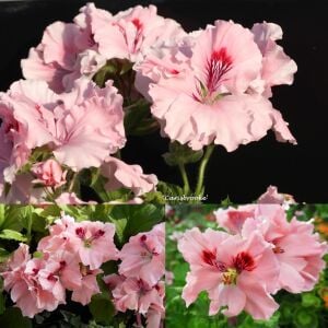 Carisbrooke canan sardunya saksıda pelargonium koleksiyon
