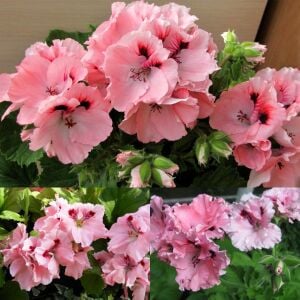 Carisbrooke canan sardunya saksıda pelargonium koleksiyon