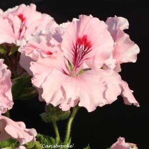 Carisbrooke canan sardunya saksıda pelargonium koleksiyon