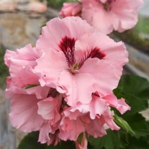 Carisbrooke canan sardunya saksıda pelargonium koleksiyon