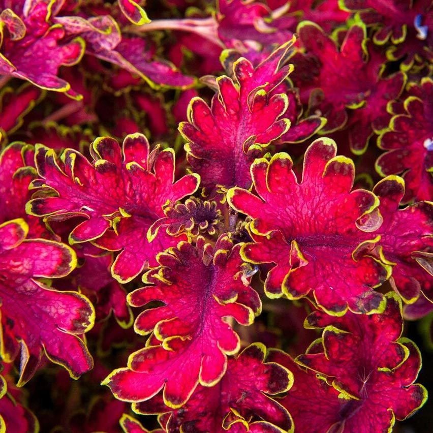 Malibu red-green kırmızı yaprak güzeli fidesi coleus x blumei kolyoz