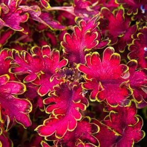 Malibu red-green kırmızı yaprak güzeli fidesi coleus x blumei kolyoz