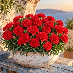 Kokulu kırmızı bodur karanfil fidesi dianthus sweet pleasure red