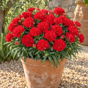Kokulu kırmızı bodur karanfil fidesi dianthus sweet pleasure red