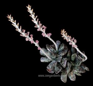 Andromischus cooperi sukulent bitki