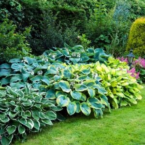 Hosta aureomarginata süpürge çiçeği saksıda