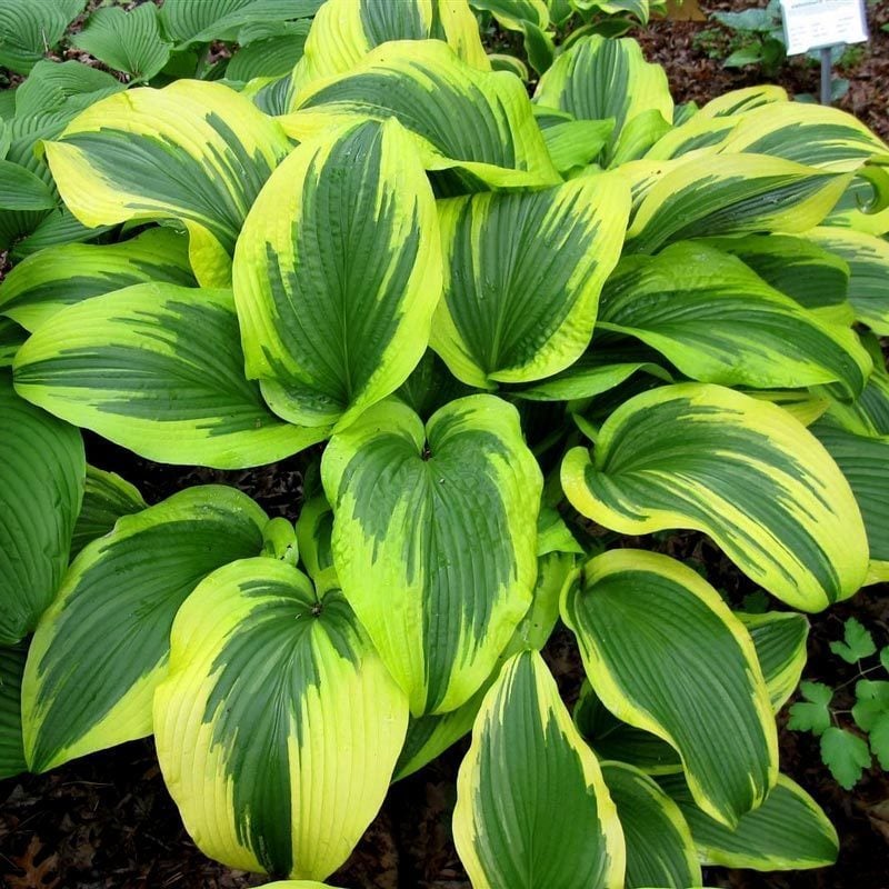 Hosta aureomarginata süpürge çiçeği saksıda