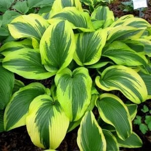 Hosta aureomarginata süpürge çiçeği saksıda