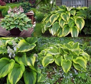 Hosta aureomarginata süpürge çiçeği saksıda