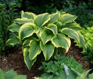 Hosta aureomarginata süpürge çiçeği saksıda