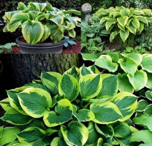 Hosta aureomarginata süpürge çiçeği saksıda