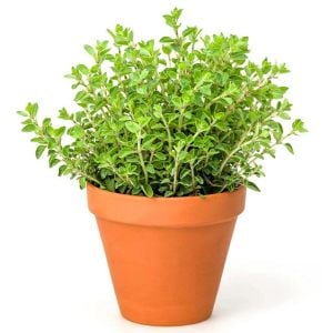 Mercanköşk tohumu kekik otu origanum majorana sweet marjoram