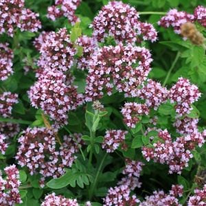 Mercanköşk tohumu kekik otu origanum majorana sweet marjoram