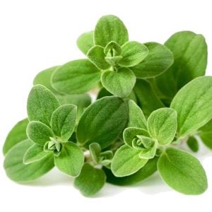 Mercanköşk tohumu kekik otu origanum majorana sweet marjoram