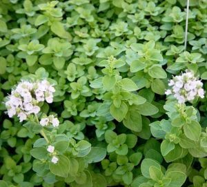 Mercanköşk tohumu kekik otu origanum majorana sweet marjoram