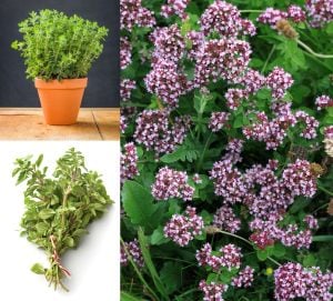 Mercanköşk tohumu kekik otu origanum majorana sweet marjoram