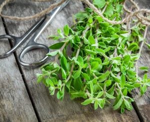 Mercanköşk tohumu kekik otu origanum majorana sweet marjoram