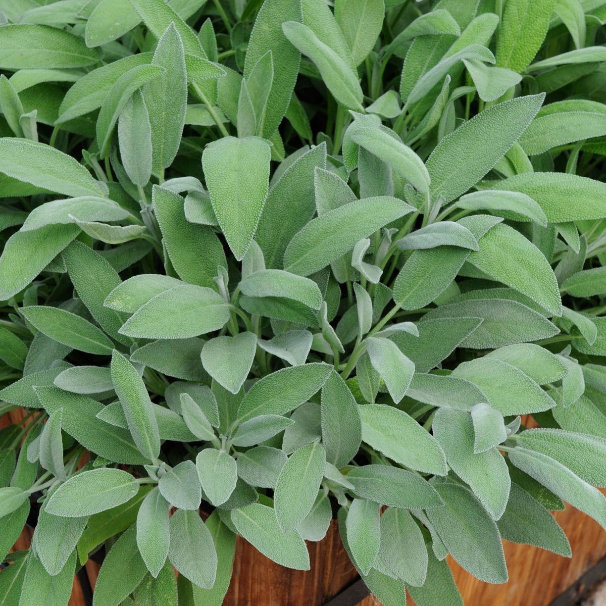 Geniş yapraklı adaçayı tohumu salvia seeds