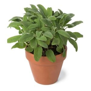 Geniş yapraklı adaçayı tohumu salvia seeds