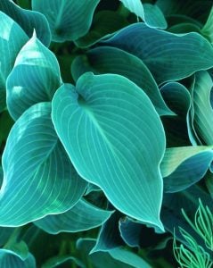Blue wedgewood hosta süpürge çiçeği saksıda yetişmiş