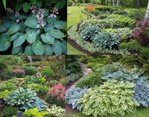Blue wedgewood hosta süpürge çiçeği saksıda yetişmiş