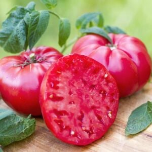 Pembe Köy Domatesi Fidesi - dikime hazır