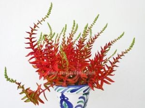 Kırmızı crassula capitella campfire sukulent bitki