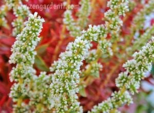 Kırmızı crassula capitella campfire sukulent bitki
