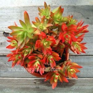 Kırmızı crassula capitella campfire sukulent bitki