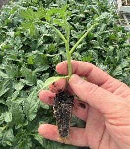 Salçalık domates fidesi - Oturak roma, şişe domatesine uygun