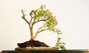 Crassula tetragona sukulent bonsai mini ağaç