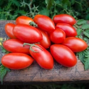 Salçalık domates fidesi - Oturak roma, şişe domatesine uygun