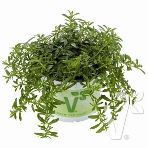 Sarkan zahter fidesi satureja karpaten çiçekli baharat 7 cm saksıda
