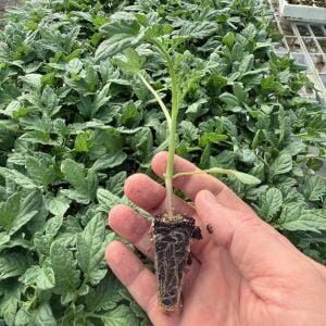 Sofralık domates fidesi - Oturak, dayanıklı ve verimli Zengarden