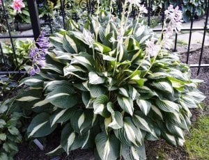 Hosta risky business süpürge çiçeği saksıda yetişmiş