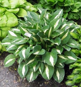 Hosta risky business süpürge çiçeği saksıda yetişmiş