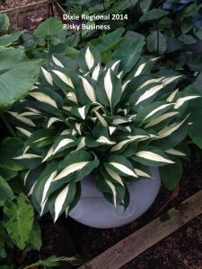 Hosta risky business süpürge çiçeği saksıda yetişmiş