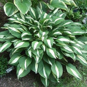 Hosta risky business süpürge çiçeği saksıda yetişmiş