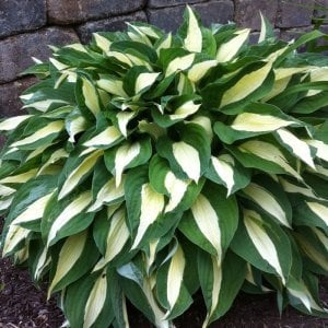 Hosta risky business süpürge çiçeği saksıda yetişmiş
