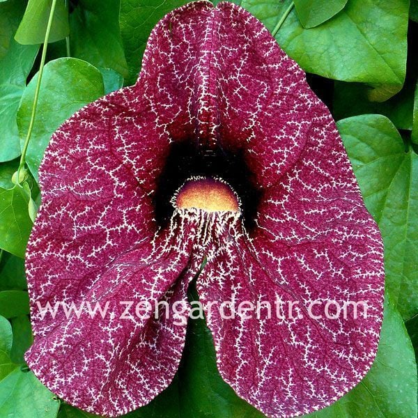 Aristolochia elegans tohumu pipo sarmaşığı pelikan çiçekli sarıcı