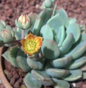 Graptoveria moonglow sukulent bitki