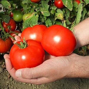 Sofralık domates fidesi - Oturak, dayanıklı ve verimli Zengarden