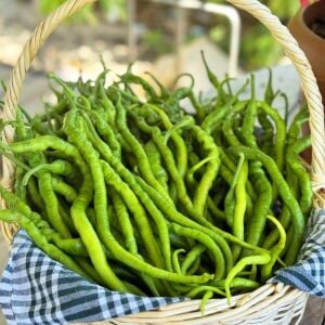 Tatlı kıl biber fidesi - yüksek verimli zengarden biber çeşidi